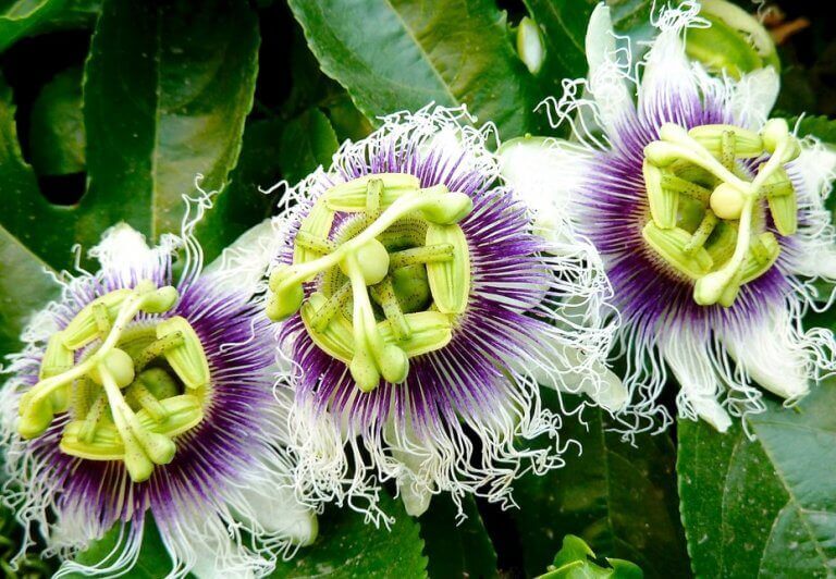 Angststoornis onder controle houden met passiebloem