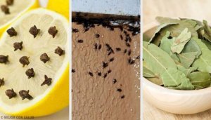 Op een natuurlijke manier een eind maken aan vervelende insecten