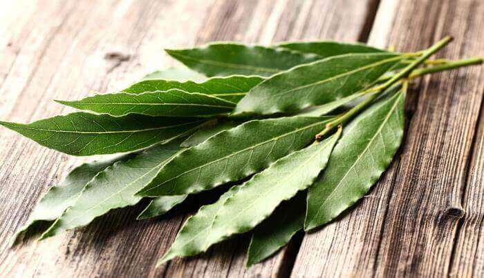 Een eind maken aan vervelende insecten met eucalyptus