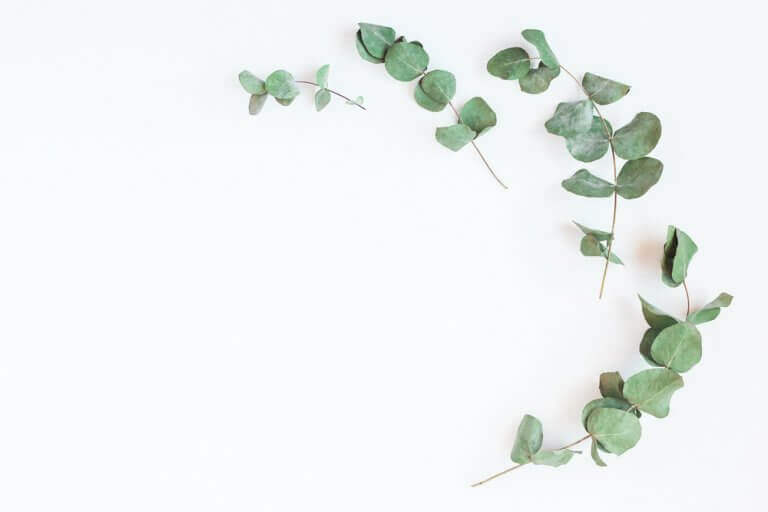 Versterk je longen en adem beter met eucalyptus