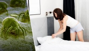Zeven tips om mijten in je huis te verminderen