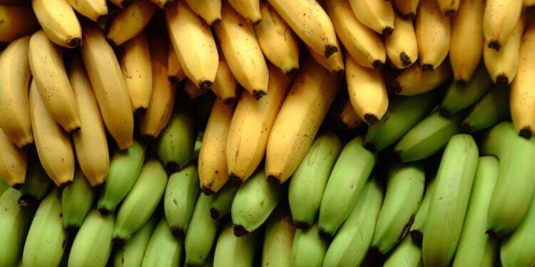 Wat is het verschil tussen bananen en bakbananen?