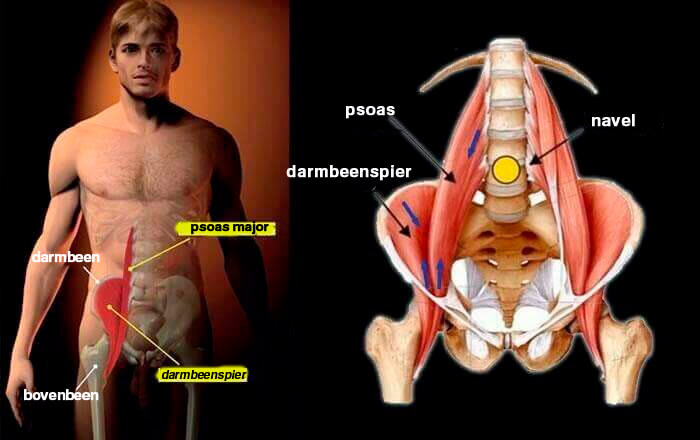 De psoas major en onze emotionele wereld