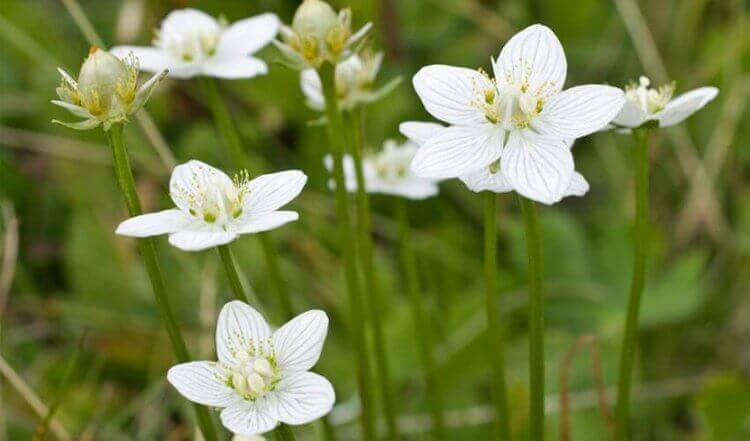 Vochtafdrijvende aftreksels van zandmuur