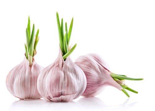 Hoe kweek je knoflook thuis?