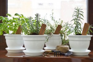 Creëer je eigen aromatische kruidentuin