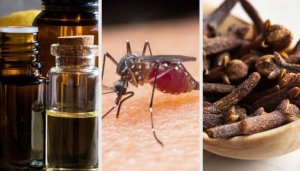 Tien geurtjes die helpen tegen muggen