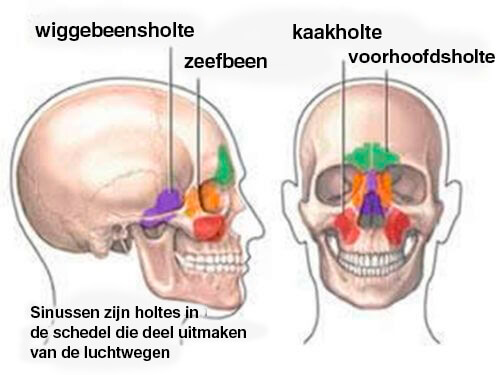 Neusbijholten