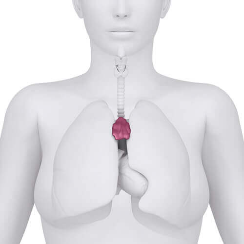 Verandering van de thymusklier