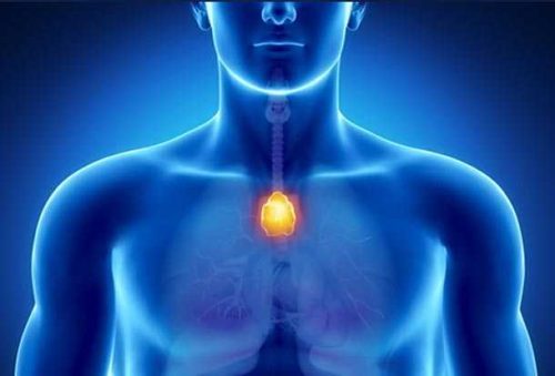 De functie van de thymus: moderator van het immuunsysteem