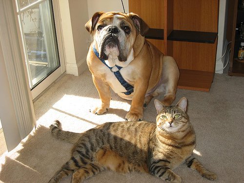 Een kat of hond als huisdier