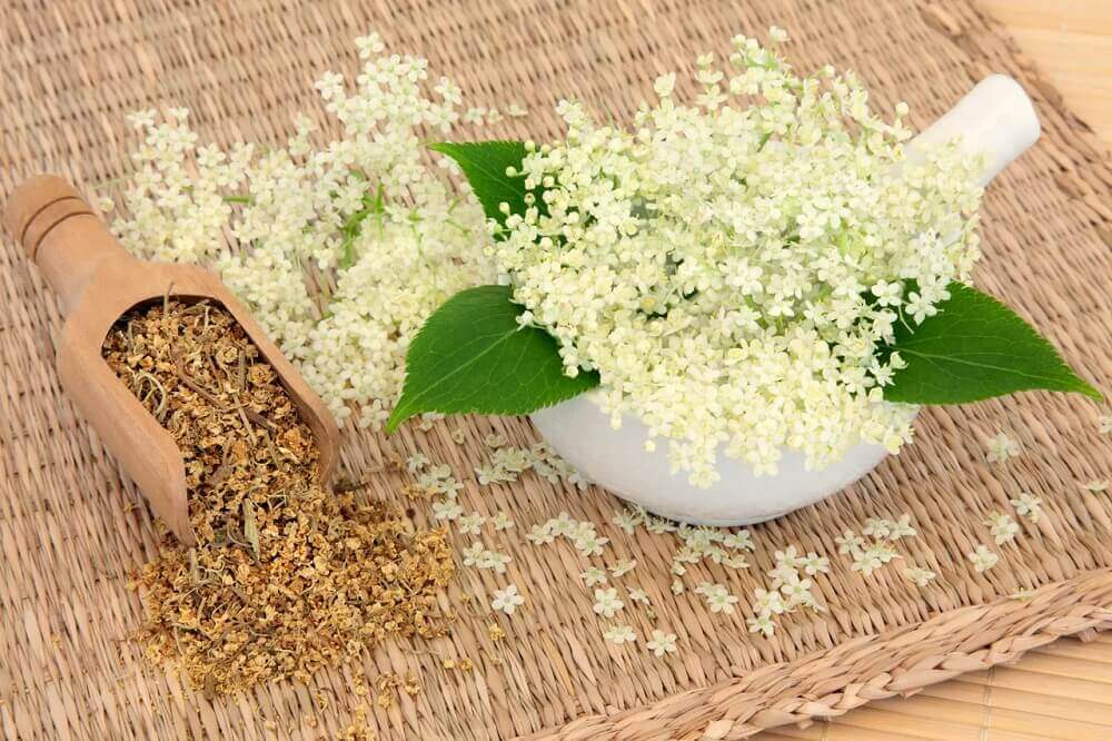 Witte moerasspirea