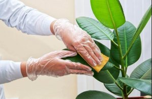 Hoe de bladeren van kamerplanten schoon te maken
