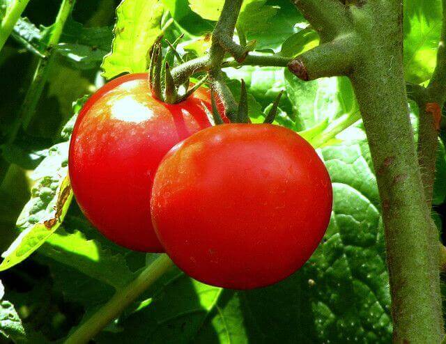 Trosje tomaten
