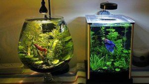 De beste manier om een aquarium schoon te maken