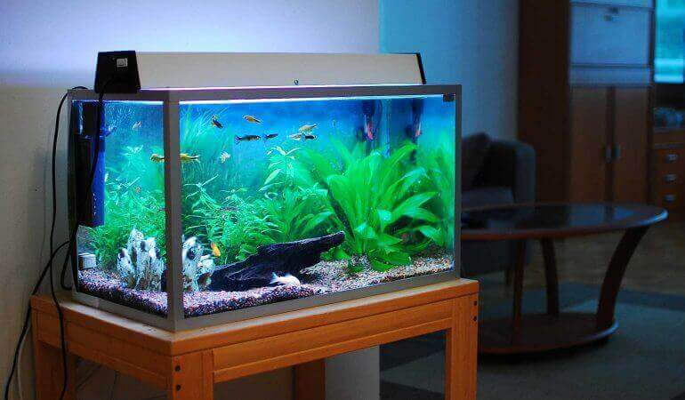 Aquarium schoonmaken