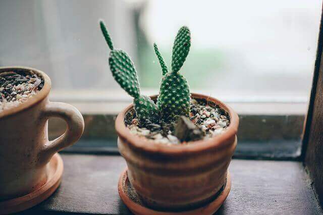 Cactussen in een potje