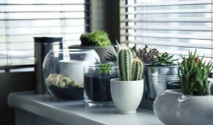 5 verschillende ideeën om cactussen te planten