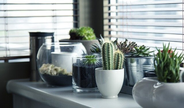Cactussen doen het goed in huis