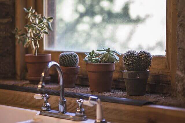 Cactussen bij het raam