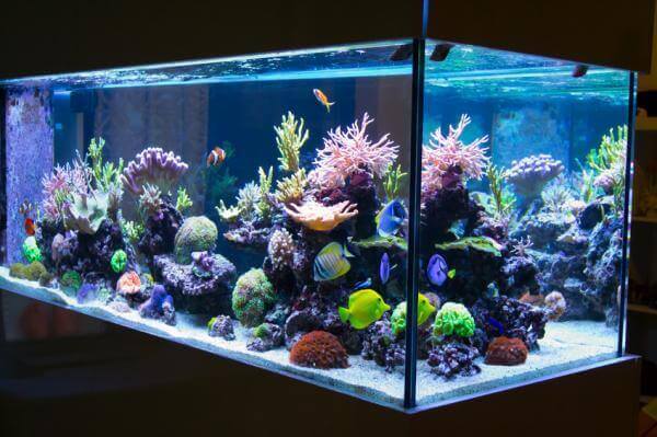 Kleurrijk aquarium