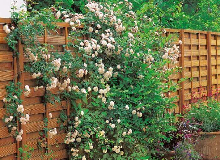 Kruip- en klimplanten