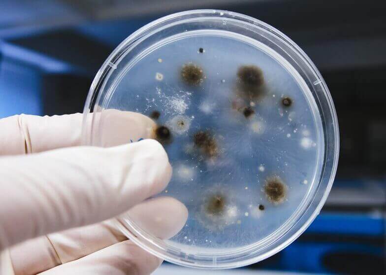 Schimmelinfectie
