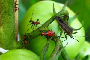 Vijf soorten natuurlijk vergif om van ongedierte af te komen