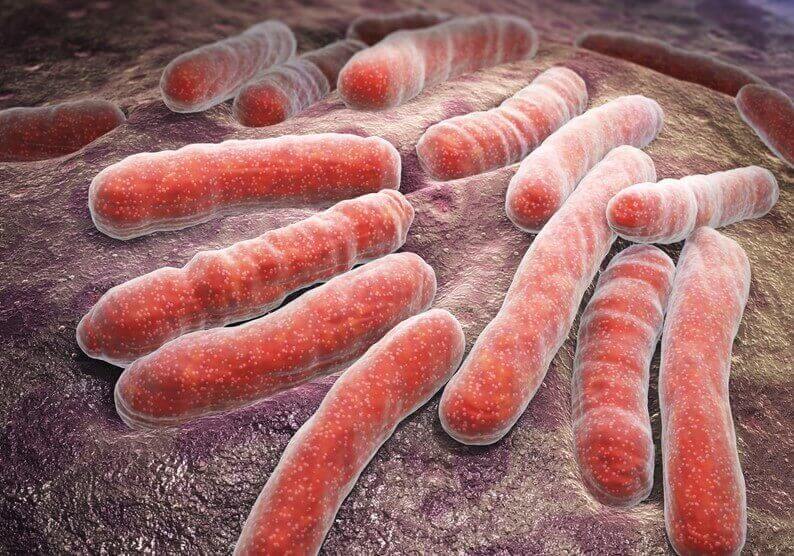 Uitvergroting van bacteriën
