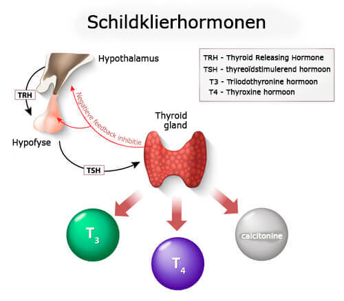 Behandeling en oplossingen voor een trage schildklier