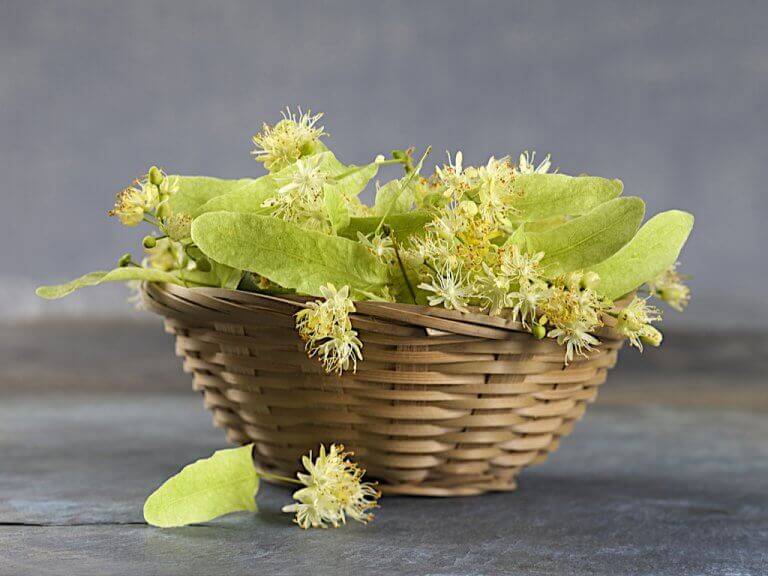 Mandje met mariadistel