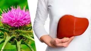 Mariadistel is een plant met ongelooflijke voordelen
