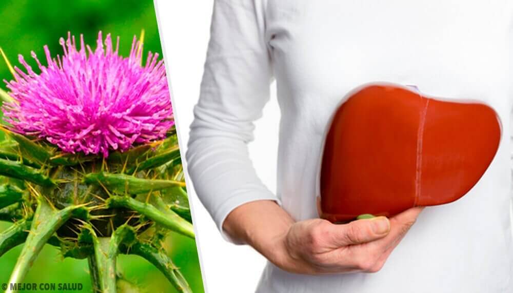 Mariadistel is een plant met ongelooflijke voordelen