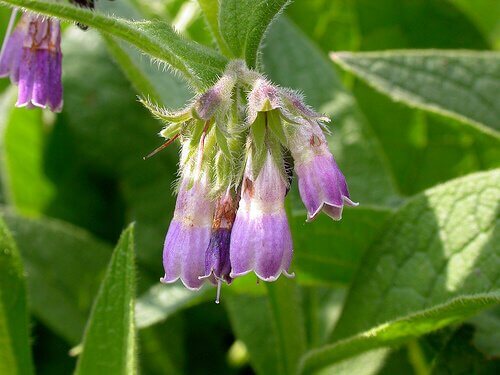 Paarse bloem van de smeerwortel