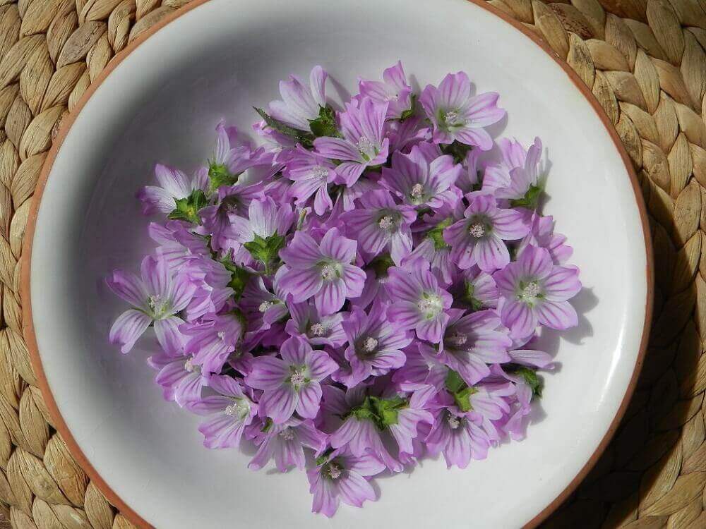 De symptomen van bronchitis: kaasjeskruid