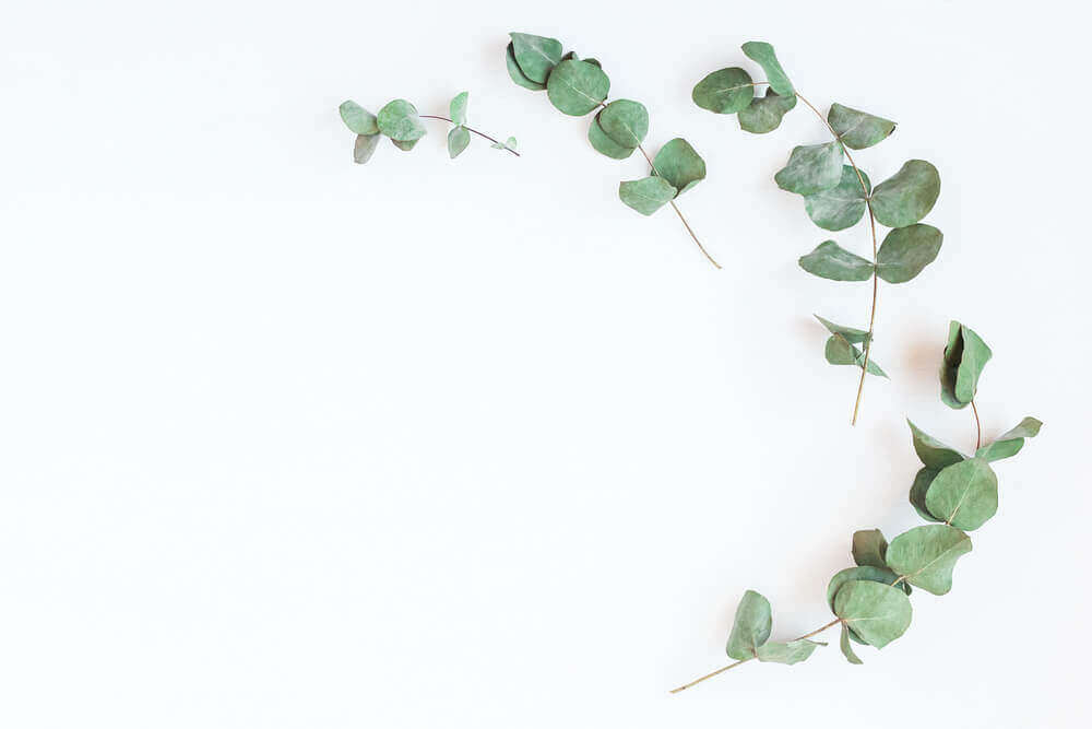 Eucalyptus