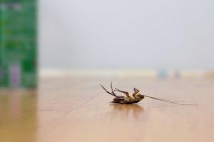 Kakkerlakken weren zonder pesticiden met deze 4 trucjes