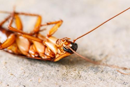 Leer hoe je kakkerlakken het beste kunt bestrijden