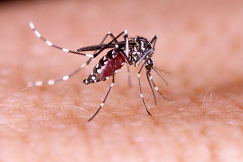 Muggenbeten voorkomen met vitamine B1 