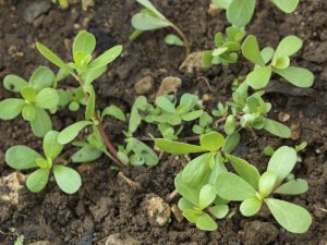 Postelein: 10 eigenschappen van deze geneeskrachtige plant