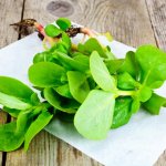 Klein bosje postelein