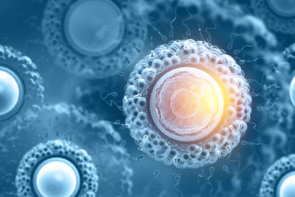 Wat stamcellen echt zijn en wat ze kunnen doen