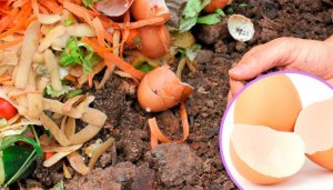 5 alternatieve manieren om eierschalen te gebruiken