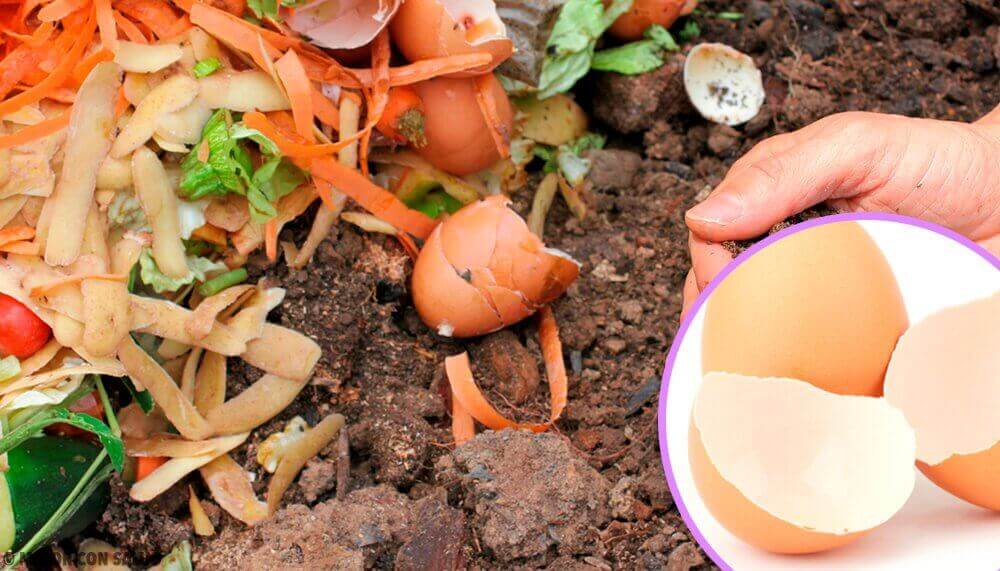 Alternatieven voor je eierschalen