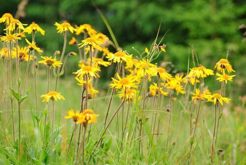 Hoe artritis bestrijden met natuurlijke remedies zoals arnica