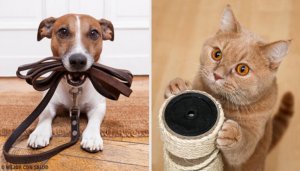 Ontdek welk huisdier het beste voor je is