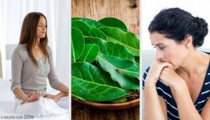 Laurierblaadjes zijn goed voor je gezondheid