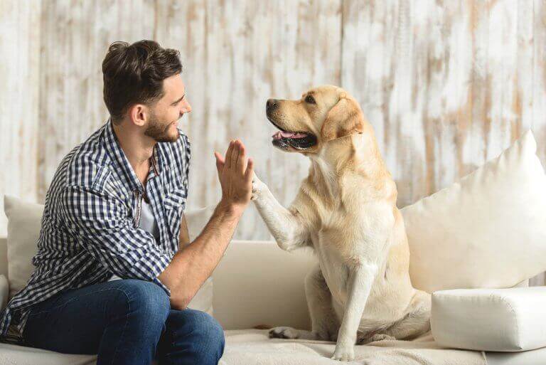 Hond geeft man een high five