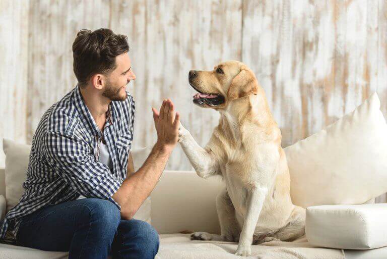 Hond geeft man een high five