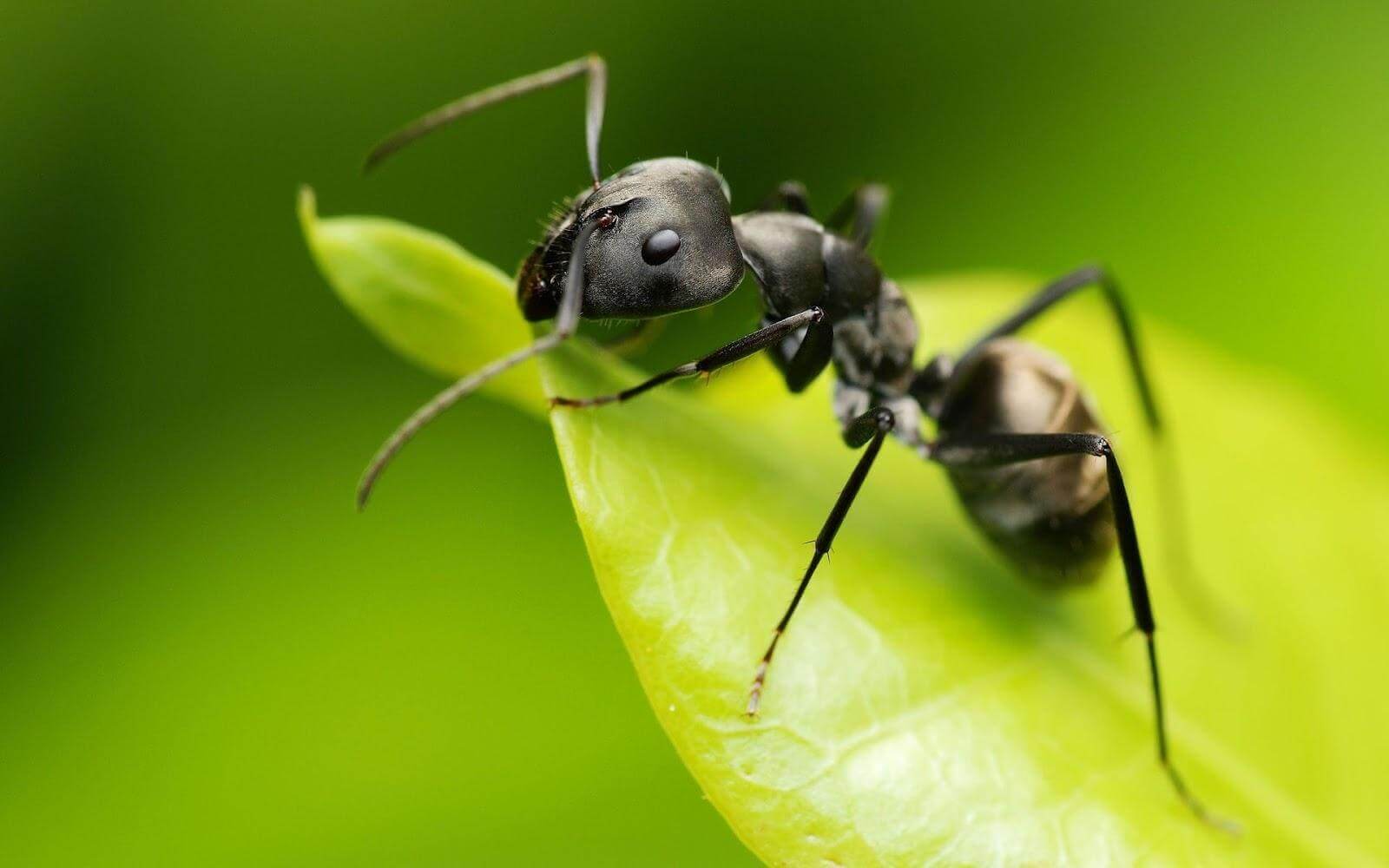 Azijn in je tuin tegen mieren